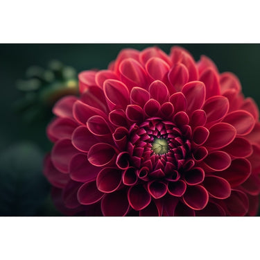 Large Flower Painting